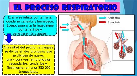 Como Se Realiza El Proceso Respiratorio Facil Para Ni Os Youtube