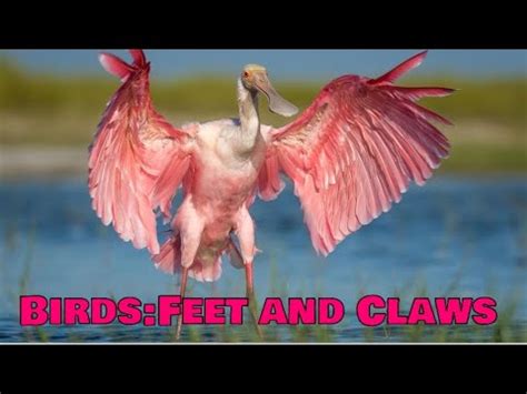 Dav Class Science Ch Birds Beaks And Claws Feet And Claws Of Birds