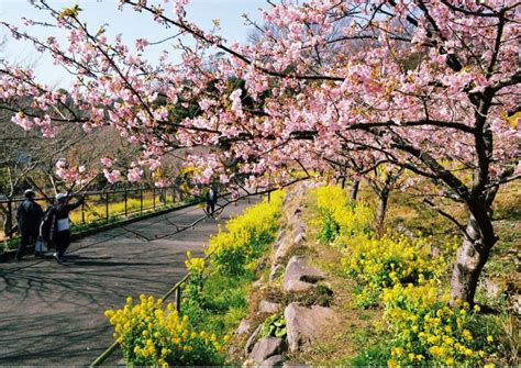 2023年も春の訪れを告げる「河津桜」大磯町・二宮町・中井町で開花 神奈川・東京多摩のご近所情報 レアリア