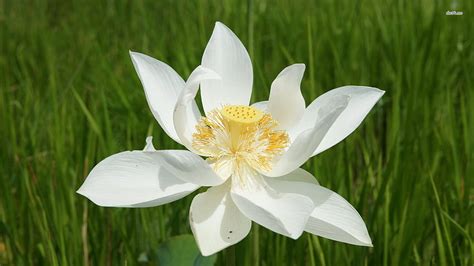 White Lotus Flower Hd Wallpaper Pxfuel