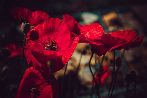 Deep red on Behance