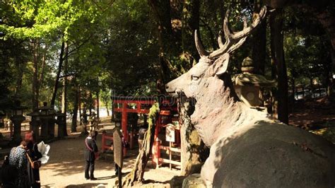 nara japan november   sika deer interacting  tourists