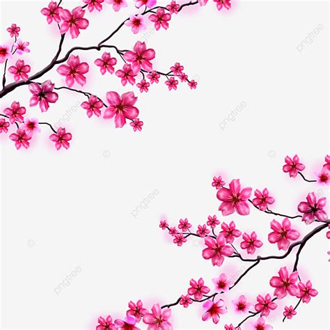 Cherry Blossom Flower Png Picture Beautiful Cherry Flower And Blossom