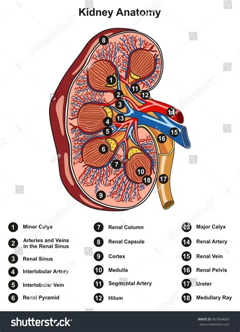 kidney anatomy cross section infographic diagram stock illustration  shutterstock