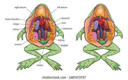 972 Frog anatomy Images, Stock Photos & Vectors | Shutterstock