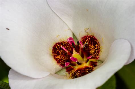 Plant of the Month - Mariposa Lily