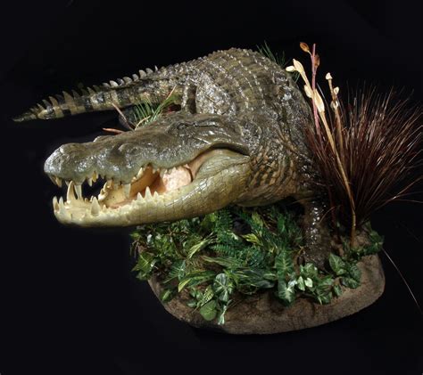 The Wildlife Gallery Custom Taxidermy Studio Crocodile Taxidermy