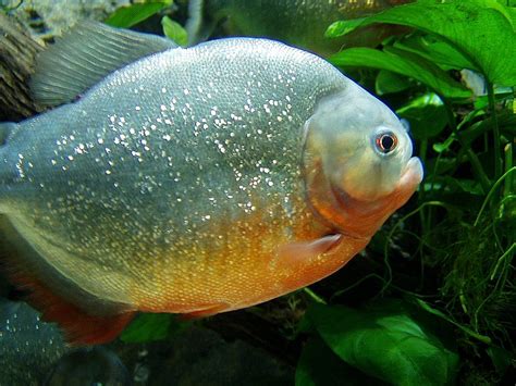 piranha (Forum für Naturfotografen)
