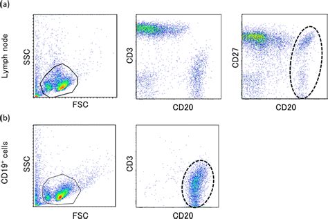 Cell Surface Antigen Analysis By Two Color Flow Cytometry A