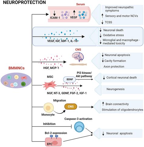 Neuroprotective Effects Of BMMNCs BMMNCs Improve Neuropathic Symptoms