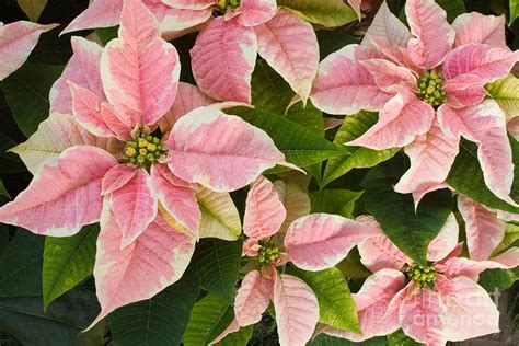 Pink Poinsettias Flowers Photograph By Chris Scroggins