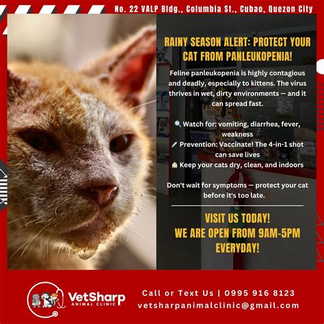 can cat weak indoors 3