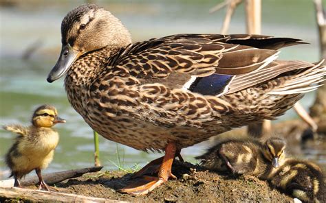 Canard Colvert Et Canetons