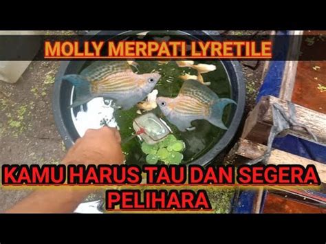 Jenis Molly Merpati Lyretile Yang Harus Kamu Tau Dan Pelihara Riview