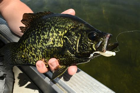 Springtime Crappies Sometimes A Bobber Is Best Virtual Angling