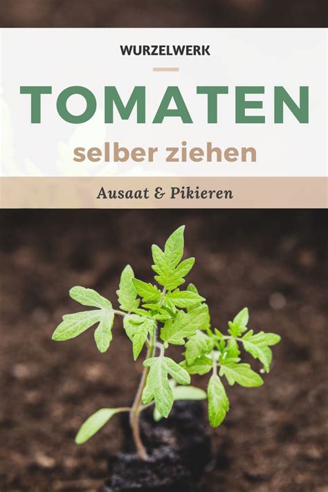 Kr Ftige Tomaten Selber Ziehen Und Pikieren Tomato Cultivation