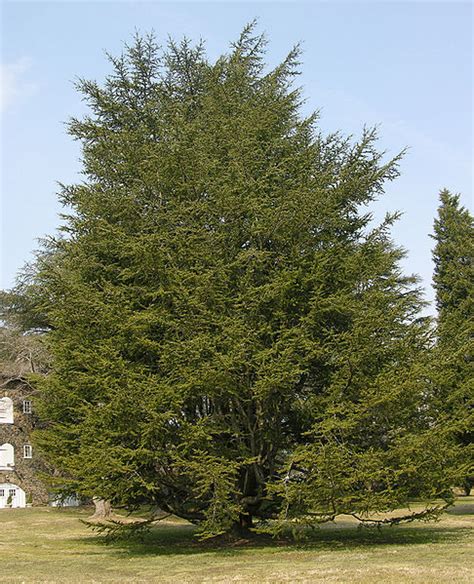 Cedar Tree Pictures, Facts on Cedar Trees