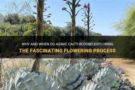 Why And When Do Agave Cacti Bloom Exploring The Fascinating Flowering