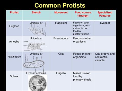 Ppt Protists 4 Euglena Amoeba Paramecium Volvox Powerpoint Presentation Id2282380