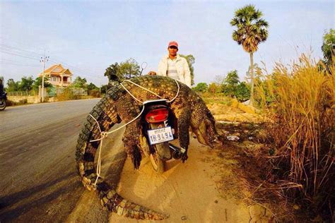 37 motorbikes carrying everything, including crocodiles - The World ...