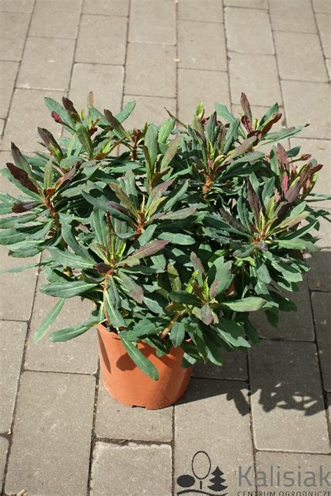 Euphorbia Amygdaloides Xenia Wilczomlecz Migda Olistny