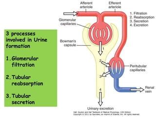 Glomerular Filtration Ppt