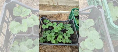 Рассада клубники купить в Вологде | Товары для дома и дачи | Авито