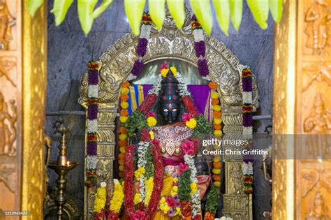 Thimmamma Marrimanu Andhra Pradesh India High-Res Stock Photo - Getty ...