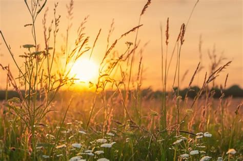 Premium AI Image | Grass field nature photography with blurry sunset ...