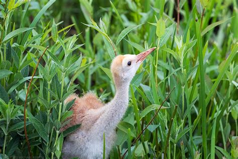 Sandhill Crane Antigone Canadensis Adults And Chick