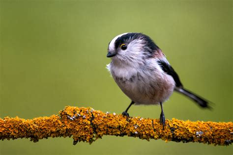 Le monde fascinant du mésange à longue queue Aegithalos caudatus