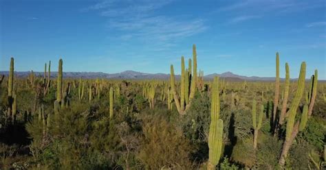 Aerial View of Mexican Cacti Landscape, Nature Stock Footage ft. cacti ...