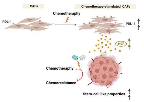 Chemotherapy Induced PDL 1 Expression In Cancer Associated Fibroblasts