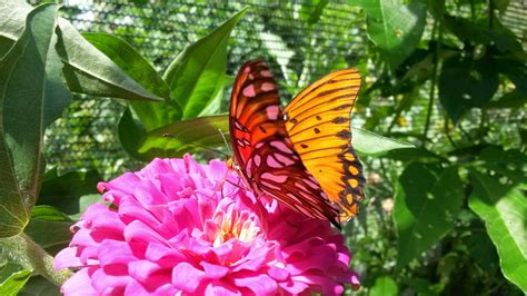 Nature Photography And Facts Gulf Fritillary