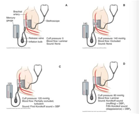 Cardiovascular Hemodynamics Flashcards Quizlet