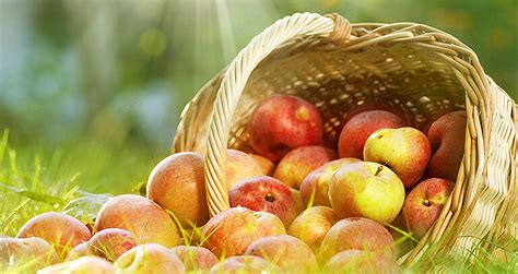 Dr Pandalis Urheimische Ernährungsgrundlagen