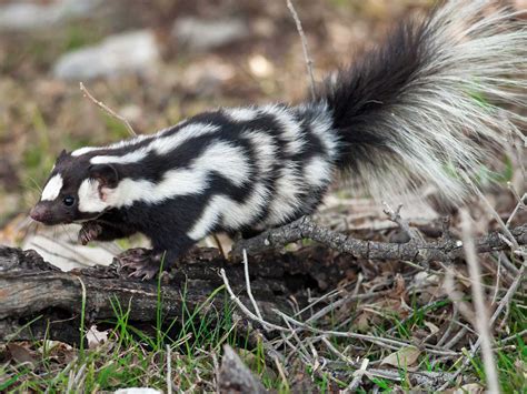 Descubren Nuevas Especies De Zorrillo Moteado Que Pueden Pararse De