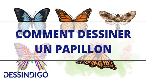 Comment Dessiner Un Papillon Blog Dessindigo