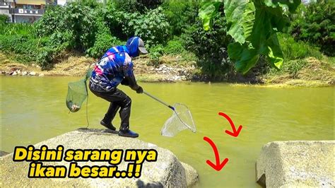 Nyeser Ikan Di Bawah Bongkahan Batu Besar Jadi Sarang Youtube