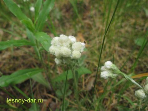 Трава Кошачьи Лапки Фото — New-Freepik.Ru
