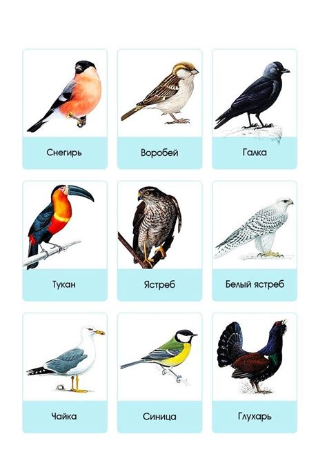 Карточки. Птицы. Фотографии птиц с названиями. | Wild animals list ...