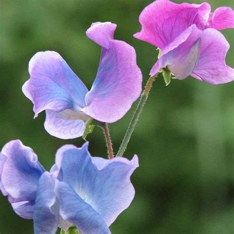 Sweet Pea Flower Beautiful Gorgeous Pretty Flowers Color