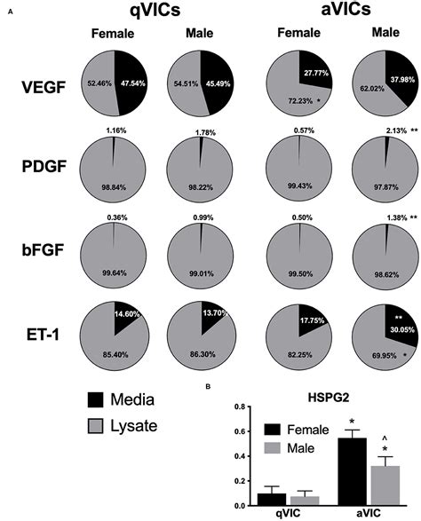 Frontiers Angiogenic Secretion Profile Of Valvular Interstitial Cells