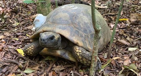 Jabuti Tinga Volta Ao Parque Nacional Da Tijuca Depois De Anos