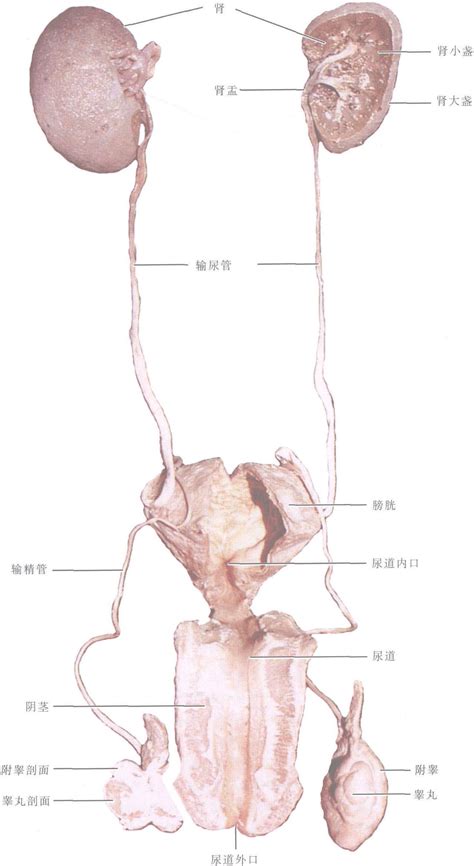 图2 3 1 男性泌尿生殖系统全貌 基础医学 医学