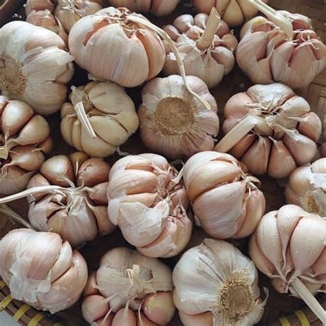 Bawang Putih Import Honan 1kg Fress Tidak Ada Yang Busuk Lazada