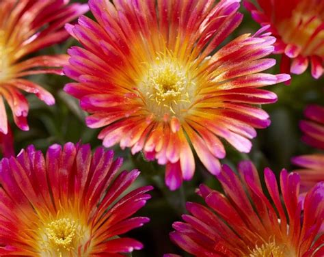 Delosperma Ocean Sunset Orange Glow Ice Plant 2 Live Plants Perennial