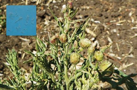 Control Of Weeds In Maize And Wheat 10 Fleabane