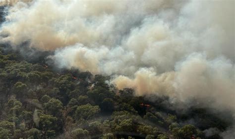 Apagan Dos Incendios En Bosque La Primavera En Jalisco Grupo Milenio