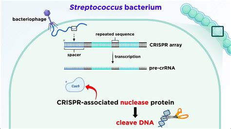 CRISPR-Cas9 Genome Editing Technology - Youtube Trending